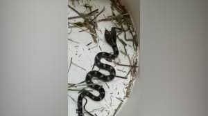One thing that might help to lure the snake in is to place piles of damp towels covered with a dry towel at different places along walls. Woman Finds 2 Headed Snake In Her House Snake Shotoe