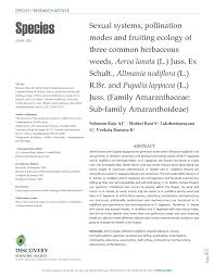 Image result for Centemopsis longipedunculata