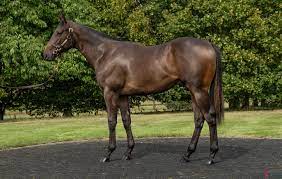 Tattersalls October Yearling Sale Book 1 – Newsells Park Stud