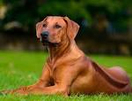 Rhodesian Ridgeback - Wikipedia