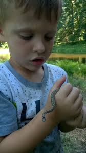 Is this a DeKay's brown snake? Seen at Laudholm Farm today in Wells.
