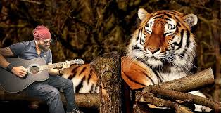 nature, wild life, animalia, portrait, guitarrist, tiger, sitting ...