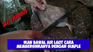 Beberapa saat ibu dita terdiam. Cara Mudah Membersihkan Ikan Bawal Putih Bawal Laut Dengan Mudah Youtube