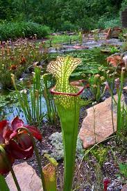 Pin By Tim Gorin On Carnivorous Plant Terrariums Carnivorous Plants Carnivorous Plants Terrarium Plants
