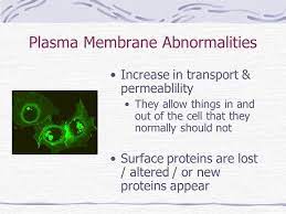 Typically, cells of the body require hormones and other molecules that act as signals for them to grow and divide. Characteristics Of Cancer Cells How Do They Differ From Normal Cells Ppt Download