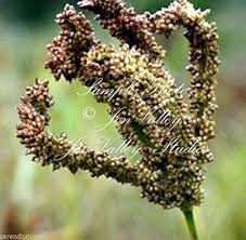 Image result for Eleusine africana