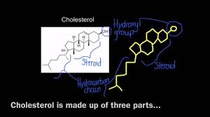 Maybe you would like to learn more about one of these? 1 3 Application Cholesterol In Animal Cell Membranes Youtube