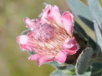 Image result for Vangueria vestita