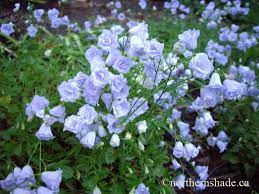 Http Northernshade Ca Wp Content Images Campanula Cochlearifolia Elizabeth Oliver Blue Flowers Jpg Perennials Shade Garden Campanula
