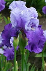 Pin By Lady Edith On Cottage Tumblr Iris Flowers Rare Flowers Iris Garden