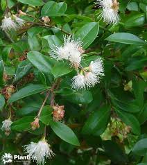 Image result for Syzygium rowlandii