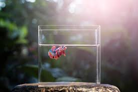 Filtration systems work by drawing in water and. Betta Fish Tank Size What Size Tank Do Betta Fish Need