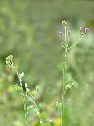 Image result for Vernonia schlechteri