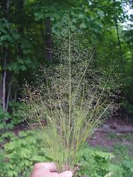 Image result for Eragrostis