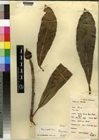 Image result for Ficus scassellatii