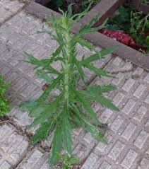 Image result for Erigeron sumatrensis