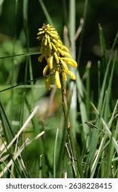 Image result for Kniphofia thomsonii