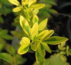 Image result for Jasminum schimperi