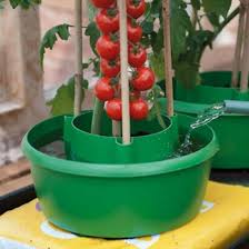 Transplanting tomato plants from containers to the garden (or to other containers) is not a difficult process, but you must closely follow certain steps. China Plant Pot Tomato Grow Pots Plant Halos Tomato Grow Bag Pots Watering Tomato Plants In Pots China Plant Halos And Plant Pot Price
