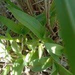 Image result for Commelina africana