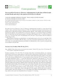 Image result for Eriochrysis pallida