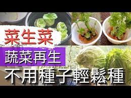 再生蔬菜 詳細介紹以菜生菜的方法 如何利用超市青菜再生新蔬菜 留下吃剩的菜根 快速種植新鮮蔬菜 經驗分享 不用買籽直接種植的幾種蔬菜