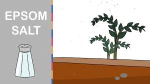 It is not necessary for groundhogs to kill other animals for food because they can easily feed on wild plants in the forests. 4 Ways To Get Rid Of Groundhogs Wikihow