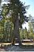 Biggest Sequoia Tree