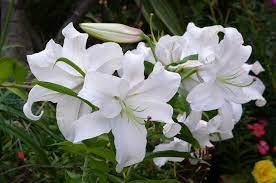 Lily White Virginity Purity Majesty It S Heavenly To Be With You Lily Flower Tulip Flower Pictures White Lily Flower