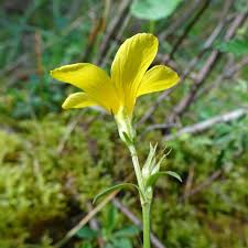 Image result for Linum