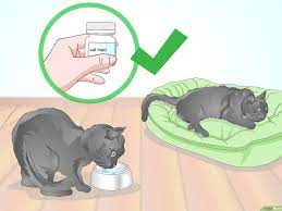 Tubuh mengeluarkan panas setiap saat untuk pada umumnya, suhu tubuh normal untuk dewasa berkisar 36 hingga 37 derajat celsius. 4 Cara Untuk Memeriksa Demam Pada Kucing Wikihow