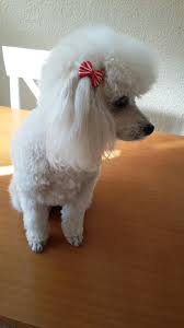 Leia With Red Hair Ties Mini Poodles Poodle Haircut Dog Coats