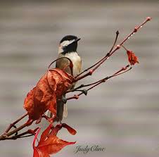 Birds Of Western Washington State Black Capped Chickadee C Judycline 10 2018 Western Washington State Beautiful Birds Birds Black Capped Chickadee