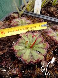 Image result for Drosera burkeana