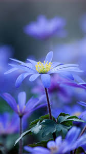 Kumpulan gambar tentang download gambar bunga sakura yang indah, klik untuk melihat koleksi gambar lain di kibrispdr.org Download Wallpaper 720x1280 Flowers Leaves Petals Samsung Galaxy S3 Hd Background Bunga Biru Bunga Ungu Bunga Sakura