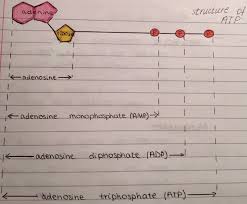 Structure Of Atp Diagram Science Notes Biology Notes Biochemistry Notes