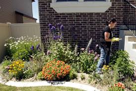 Voles infesting North Salt Lake neighborhood