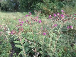 Image result for Vernonia hirsuta