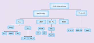Maybe you would like to learn more about one of these? Cell Culture Based Viral Vaccines Current Status And Future Prospects Future Virology
