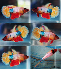 Emerald Star Koi Hm Female 272 Koi Betta Fish Fish Pet