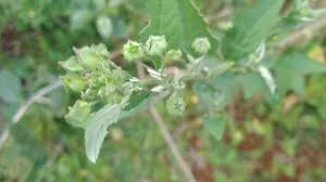 Image result for Sida hoepfneri