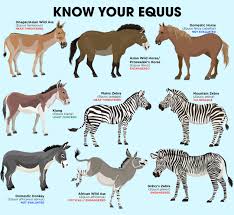 Equus Mammals Mammals Poster Animals Information Animal Facts Horse Species