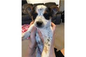 It is loyal and affectionate, and seldom barks. Australian Cattle Dog Blue Heeler Puppies For Sale From Youngstown Ohio Breeders