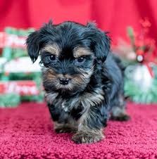 Also known as the yorktese, a morkie is created by the crossing of the yorkshire terrier and maltese. Morkie Puppies For Sale In Michigan Michigan Puppy