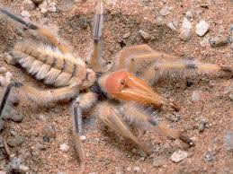 Middle eastern tales have purported the camel spider to be a huge venomous predator able to eat large mammals. Camel Spiders And Other Huge Arachnids Documentary 2014 Video Video Dailymotion