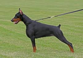 Obwohl ein dobermann, wie jeder hund, viel schläft, ist er doch beim. 135 Namen Fur Dobermanner Hundenamen Com