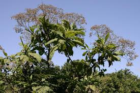 Image result for Vernonia amblyolepis