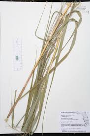 Image result for Nesaea rautanenii