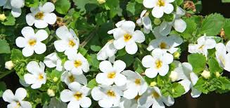 Image result for Bacopa