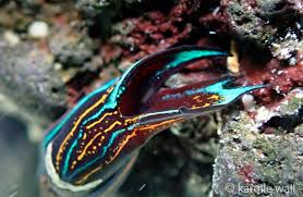 Image result for Aspidoglossum glabellum